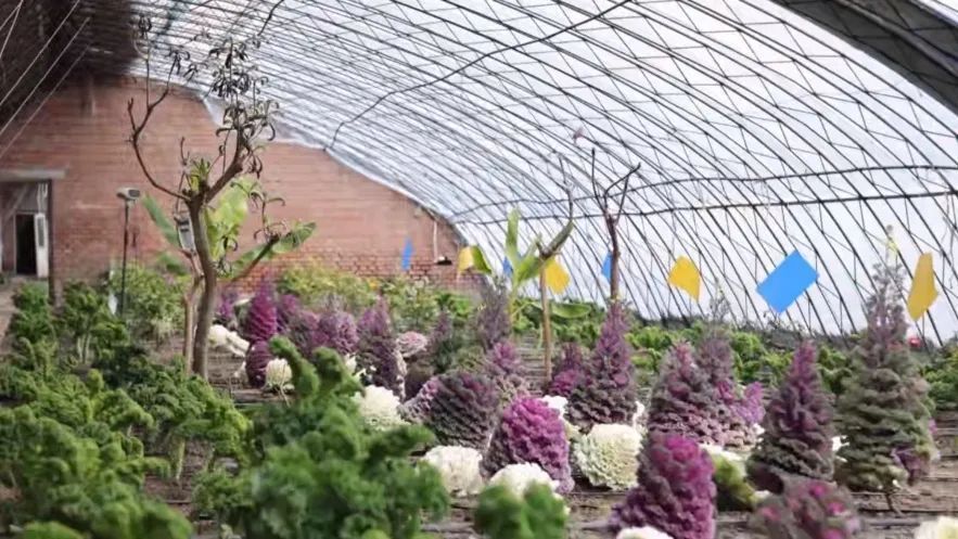 当艺术遇见蔬果乐园,在崔村镇解锁昌平乡村的诗意新玩法 当艺术遇见蔬果乐园,在崔村镇解锁昌平乡村的诗意新玩法