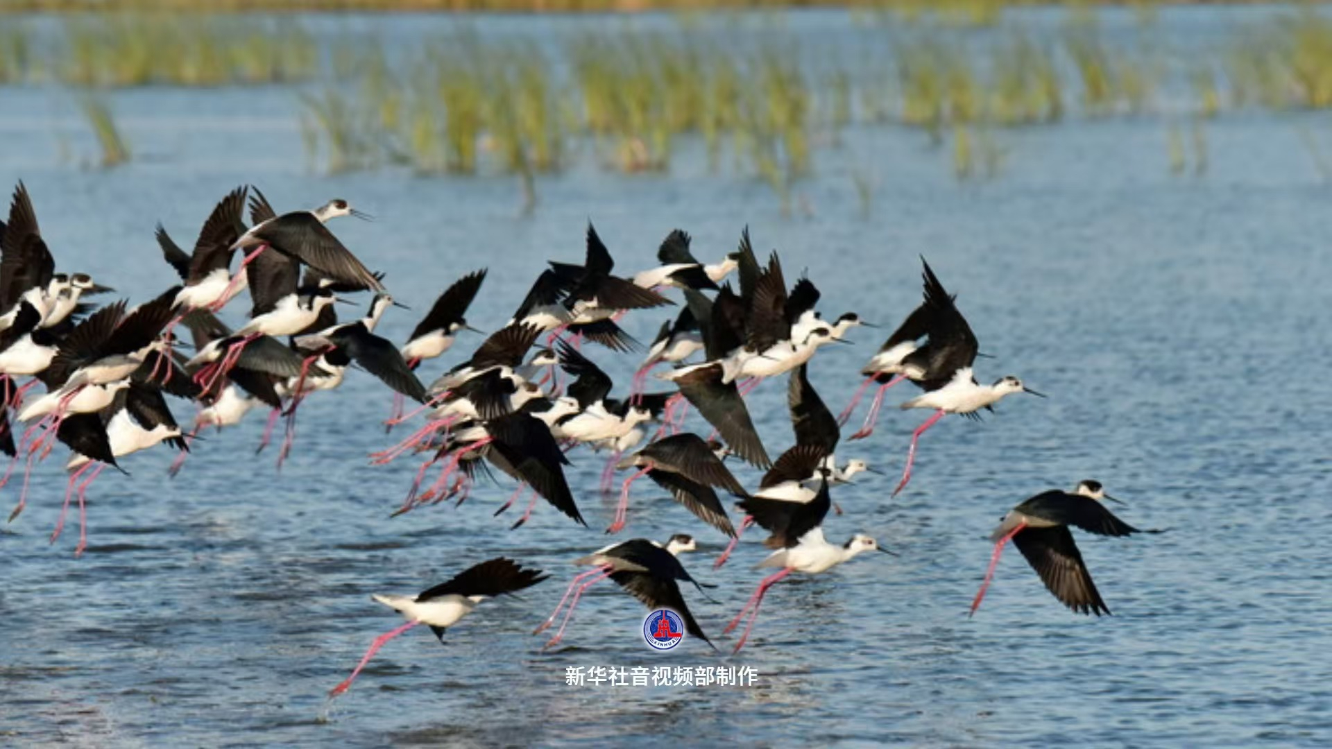 生态中国 | 白洋淀：荷塘苇海观鸟去