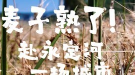 麦子熟了!赴永定河一场城市田园之约 麦子熟了!赴永定河一场城市田园之约