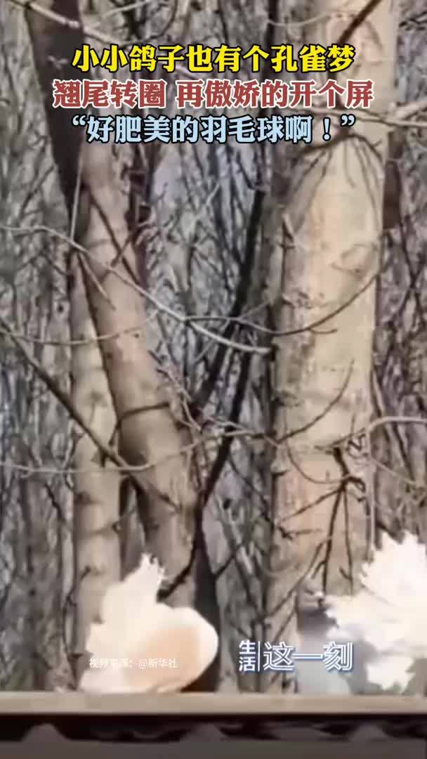 开屏啦！小小鸽子也有个孔雀梦