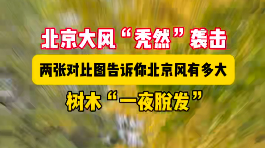“啊？我头发呢？”北京大风搞“秃然”袭击！