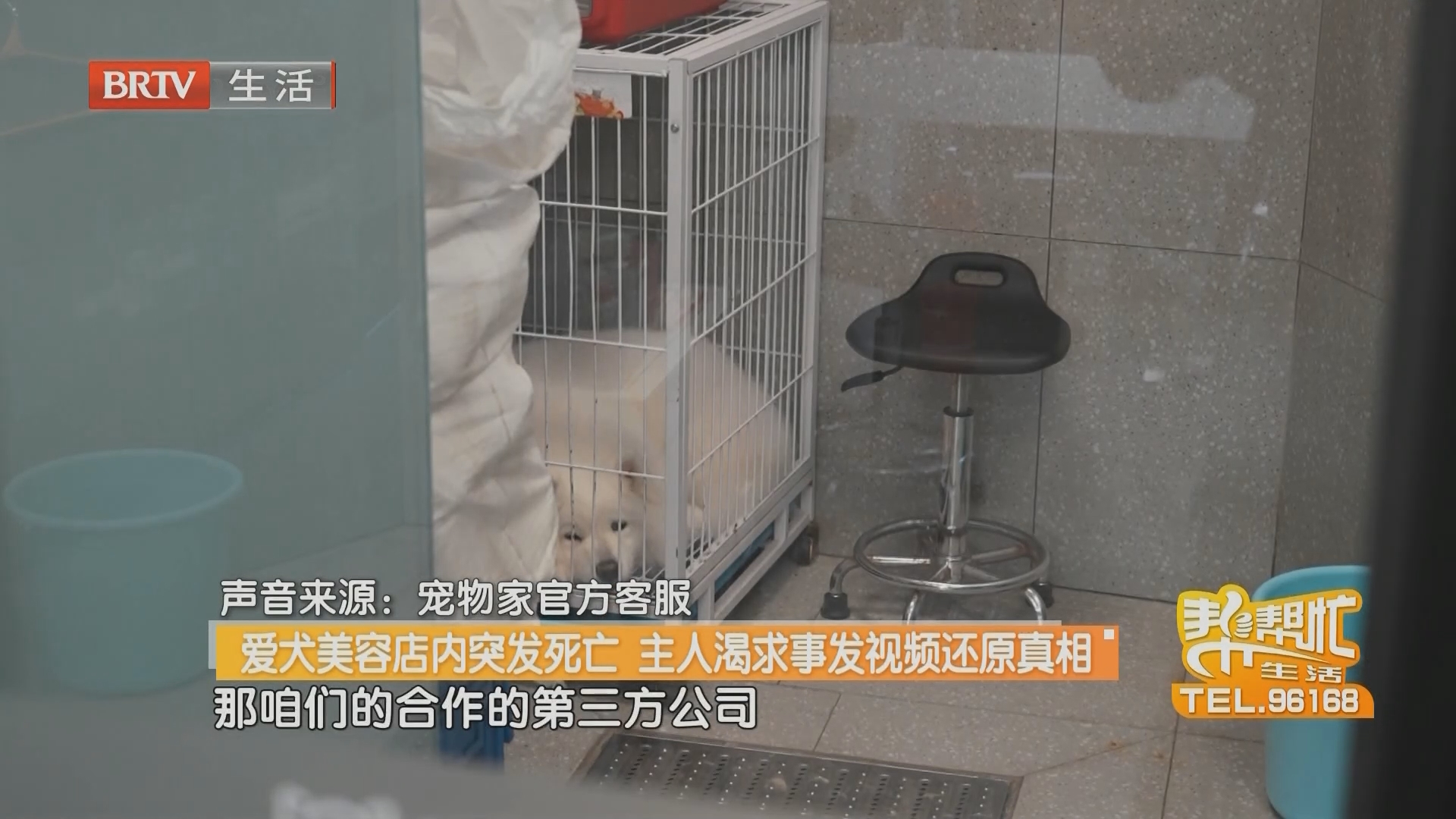 爱犬美容店内突发死亡 主人渴求事发视频还原真相(二) 爱犬美容店内突发死亡 主人渴求事发视频还原真相(二)