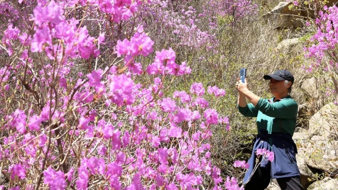 高山杜鹃盛开引客来，喇叭沟门乡村游热起来