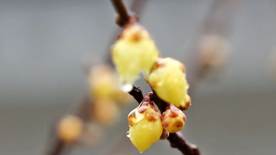 北京房山:暗香浮动,腊梅盛开 北京房山:暗香浮动,腊梅盛开