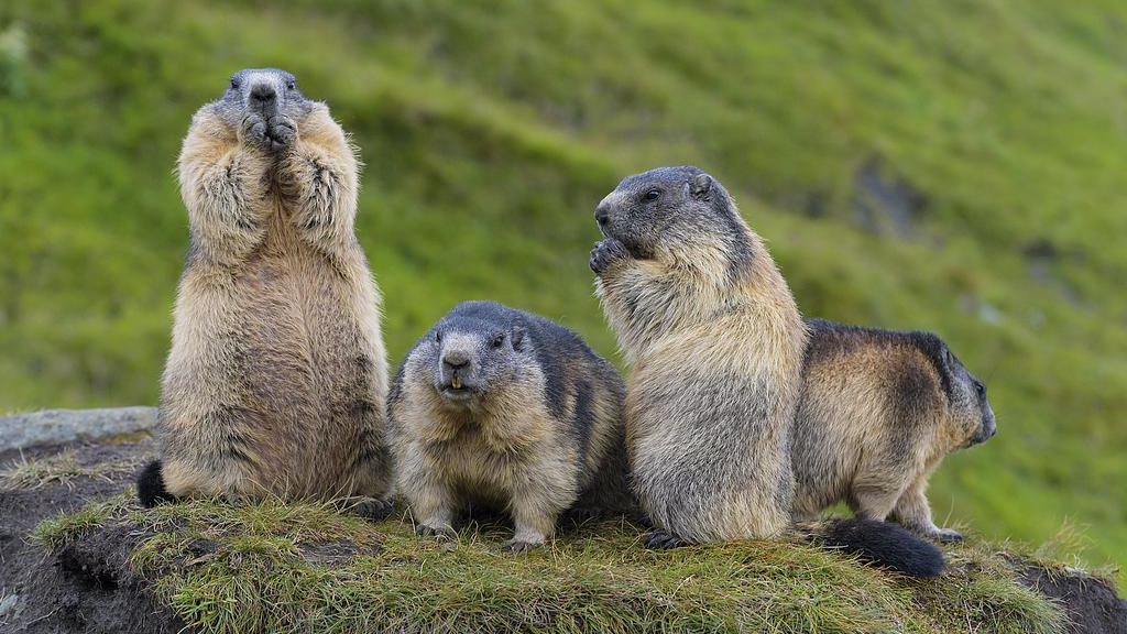 辟谣 | 土拨鼠是甲类传染病的自然宿主,再萌也别碰!国家卫健委提醒 辟谣 | 土拨鼠是甲类传染病的自然宿主,再萌也别碰!国家卫健委提醒