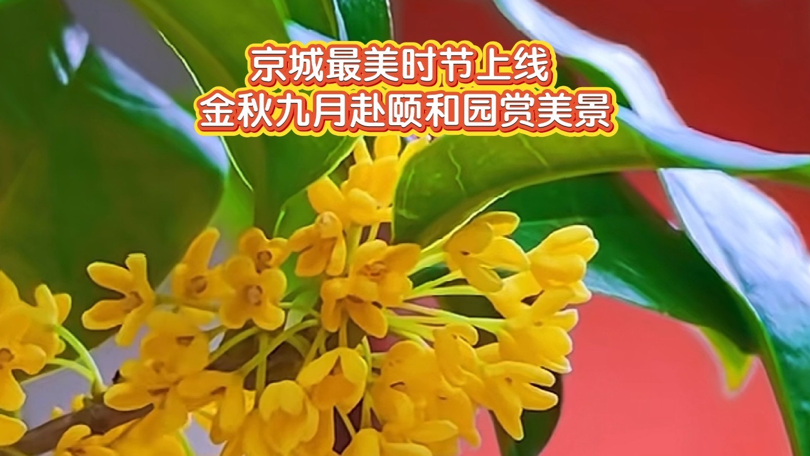 京城最美时节上线 金秋九月赴颐和园赏美景