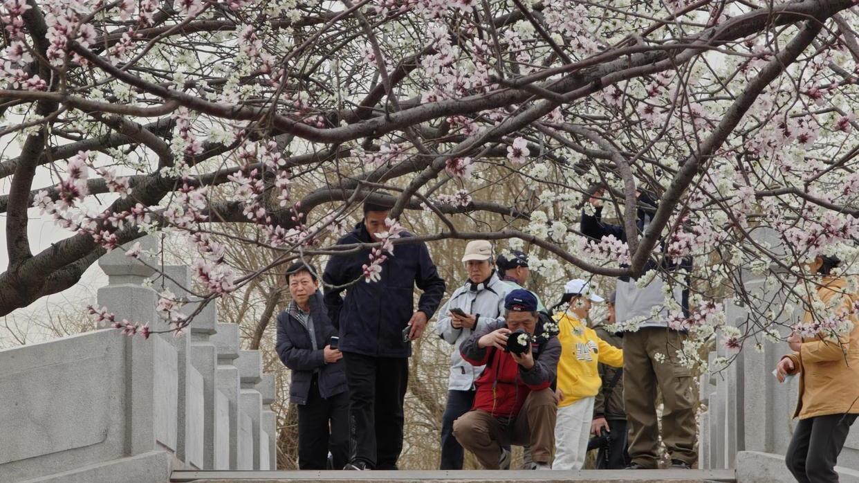 追花正当时！三条颐和园赏花“小众线路”请查收！