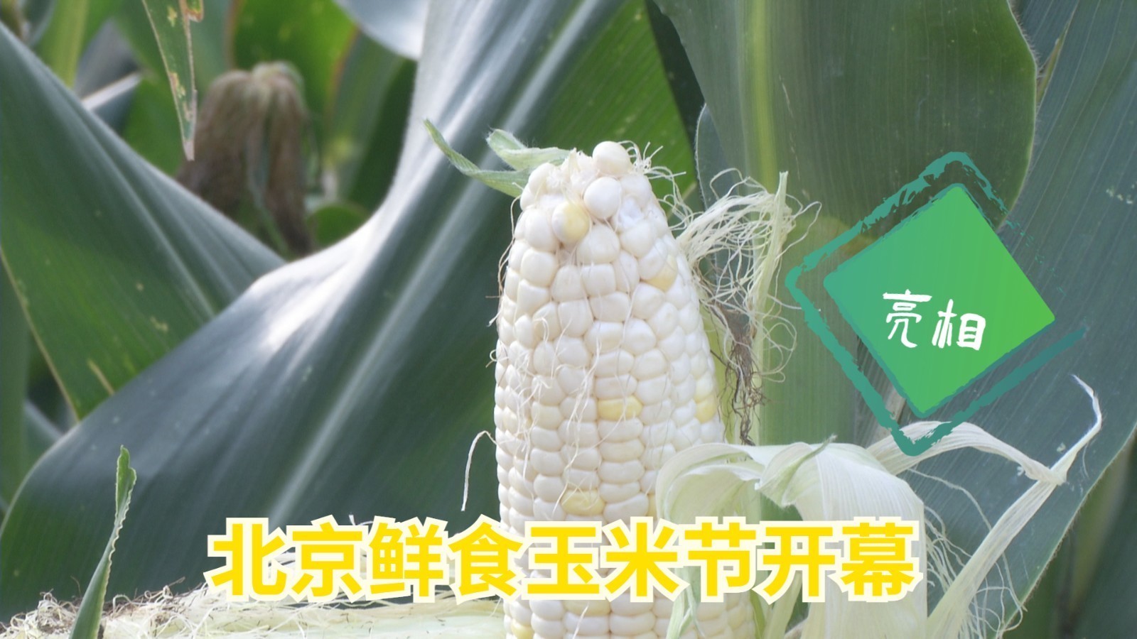 139个玉米新品种亮相!北京鲜食玉米节邀你来打卡 139个玉米新品种亮相!北京鲜食玉米节邀你来打卡