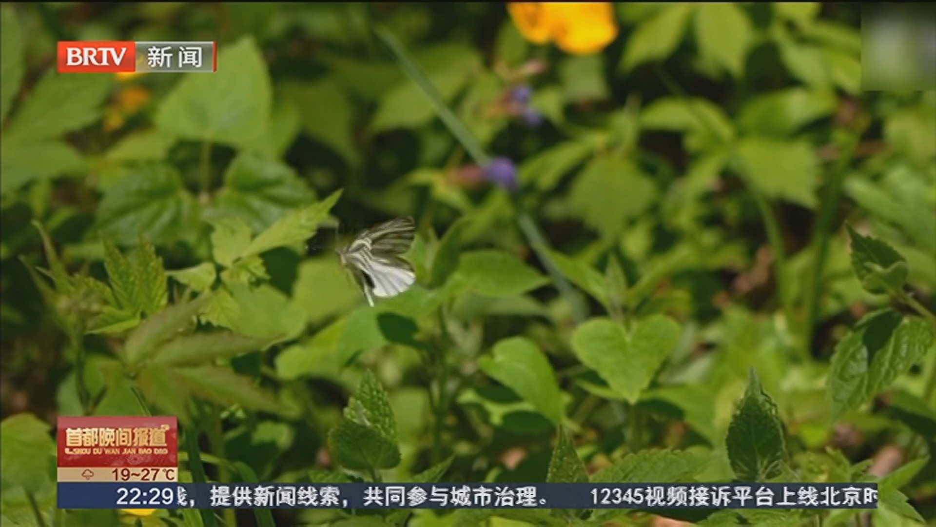 寒葱岭：荷青花盛放