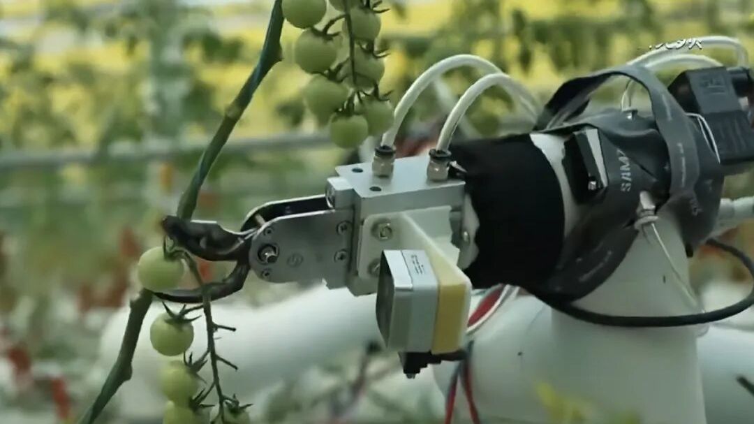 中科院自动化所串番茄采摘机器人斩获2026智慧农业创新大赛第一名 中科院自动化所串番茄采摘机器人斩获2026智慧农业创新大赛第一名