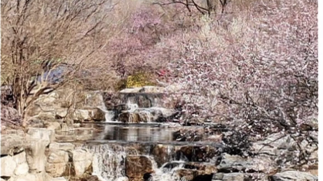 国家植物园山桃花溪进入最佳观赏期