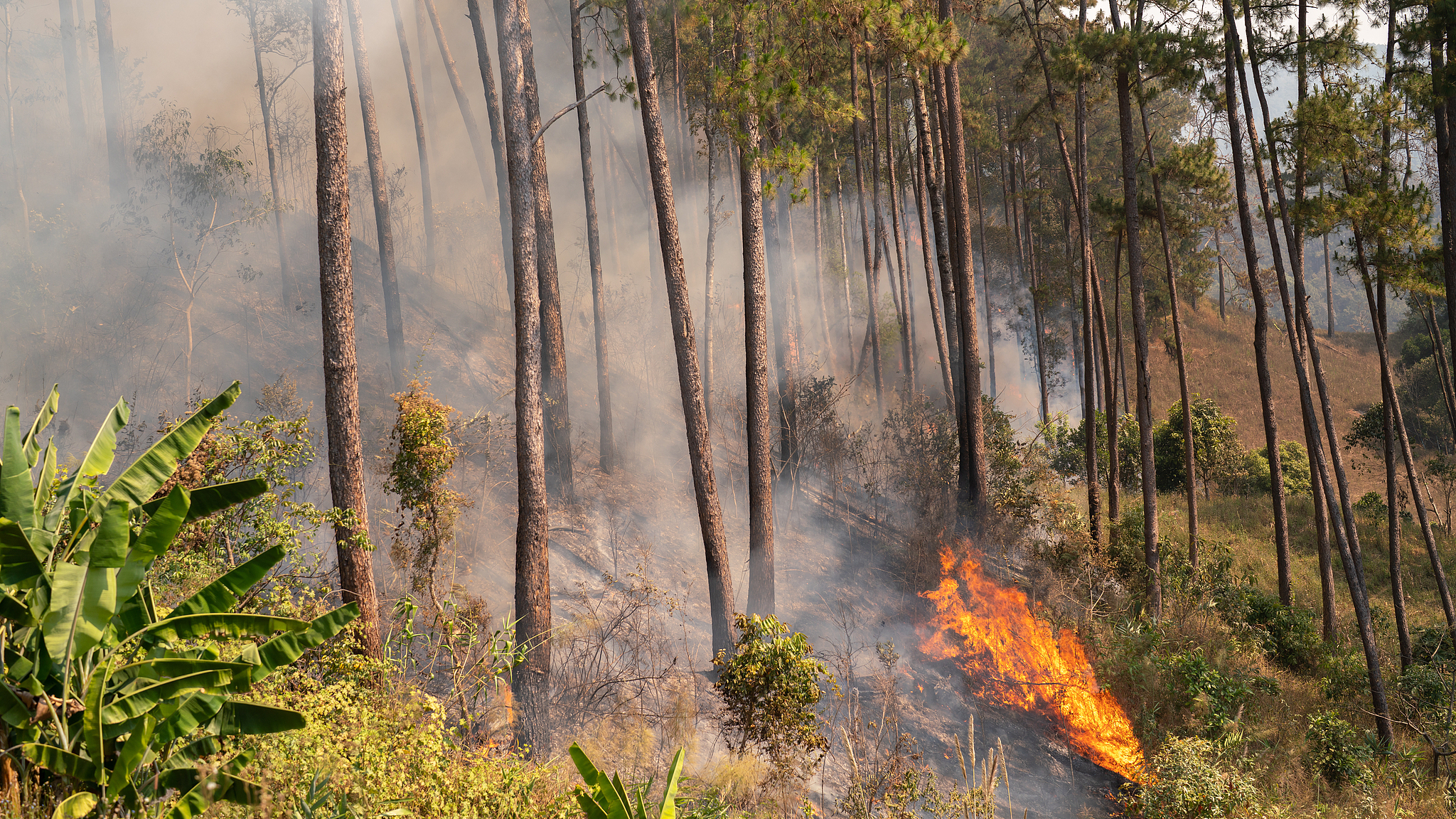 森林防灭火 这些要牢记