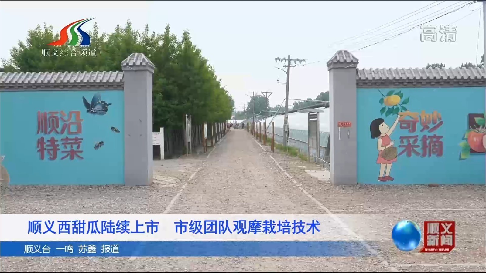 顺义西甜瓜陆续上市 市级团队观摩栽培技术