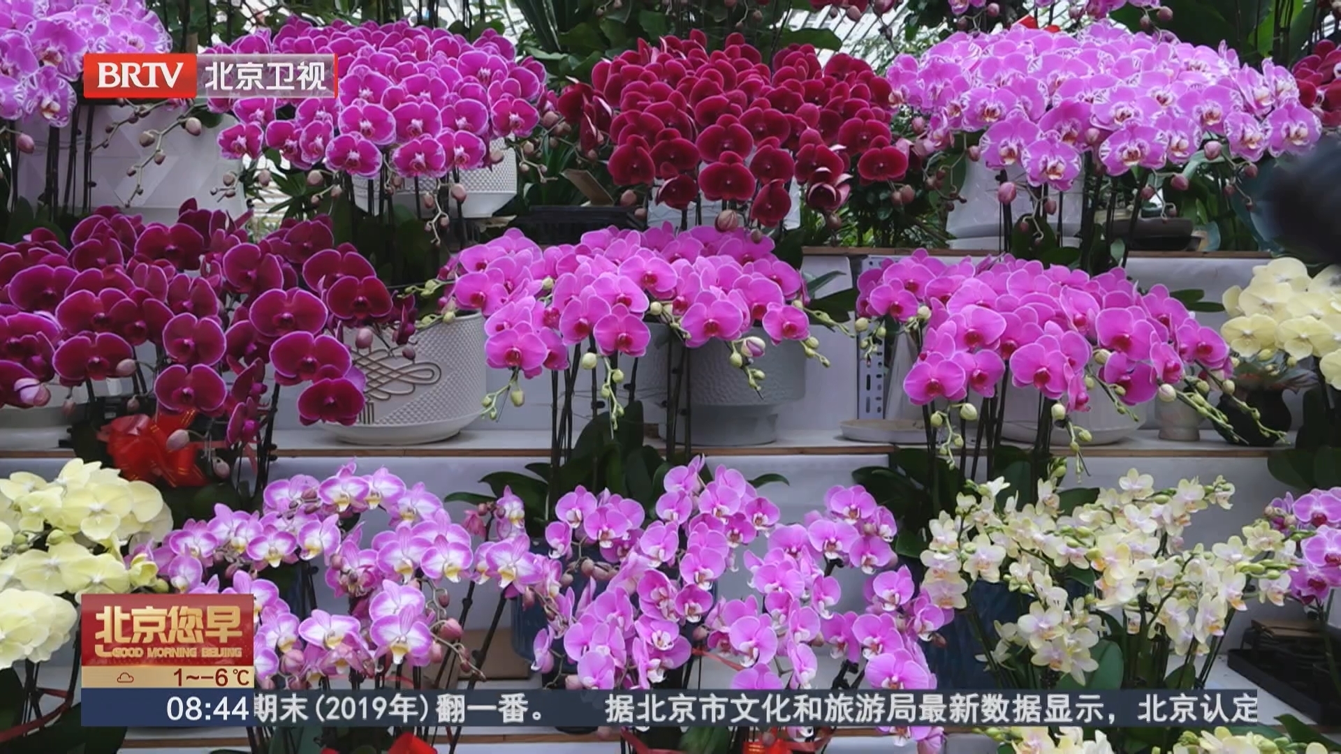 “居家插花”成新年俗 年宵花市场“鲜”气十足 “居家插花”成新年俗 年宵花市场“鲜”气十足