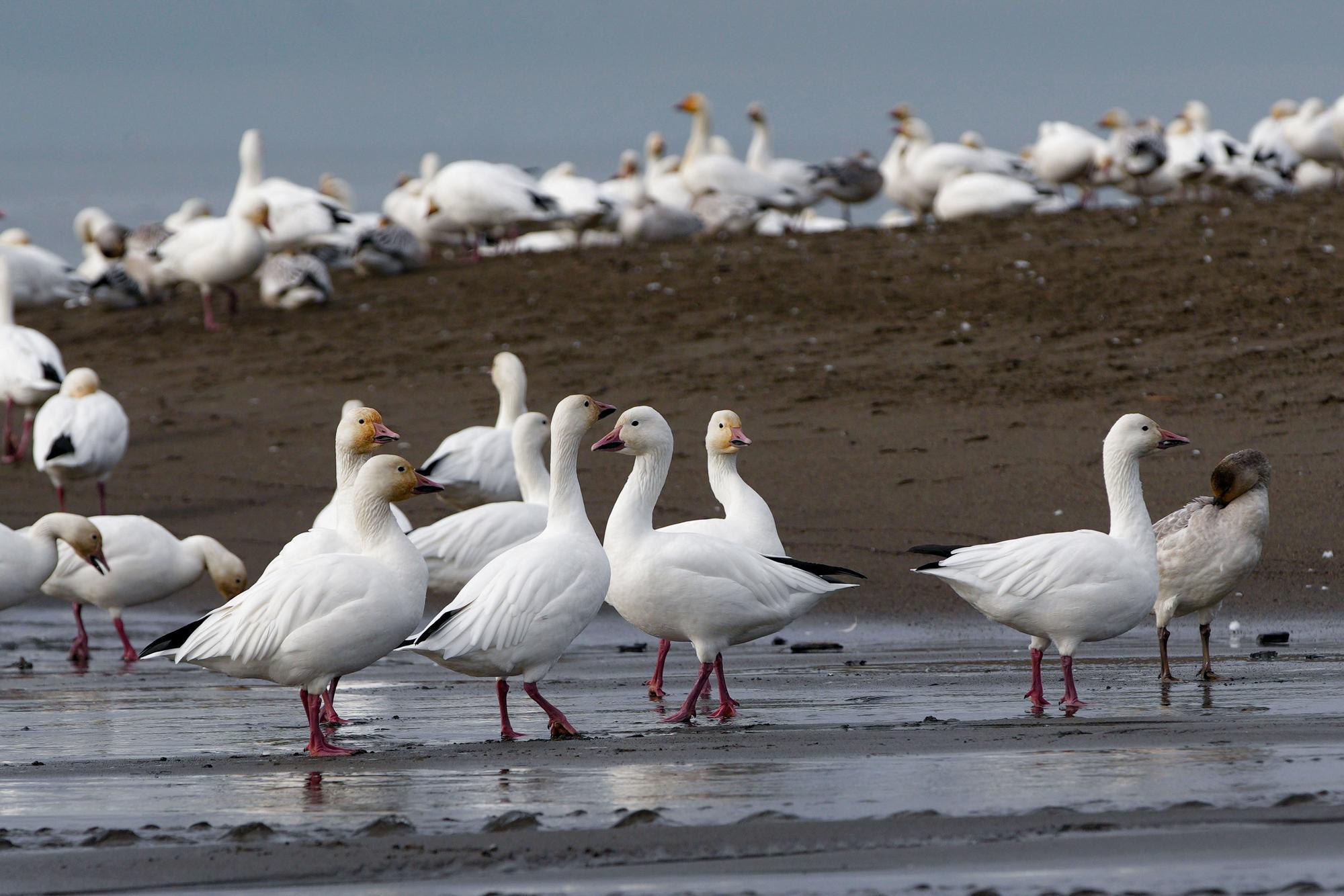 美国报告H5N5型禽流感致人死亡病例　据信为全球首例