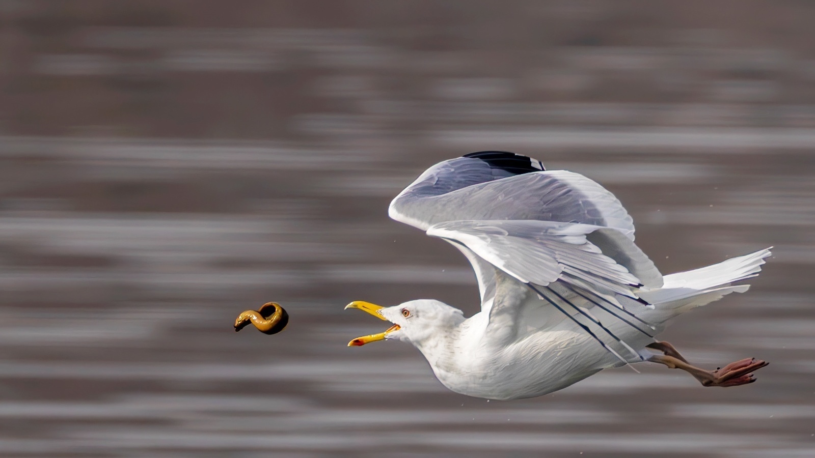 不出北京就能看到成群海鸥！