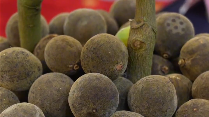 “化橘红”火了,这个小果子怎么吃?有啥用? “化橘红”火了,这个小果子怎么吃?有啥用?