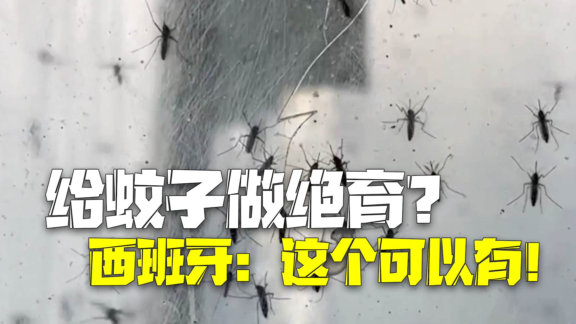 给蚊子做绝育？西班牙：这个可以有！
