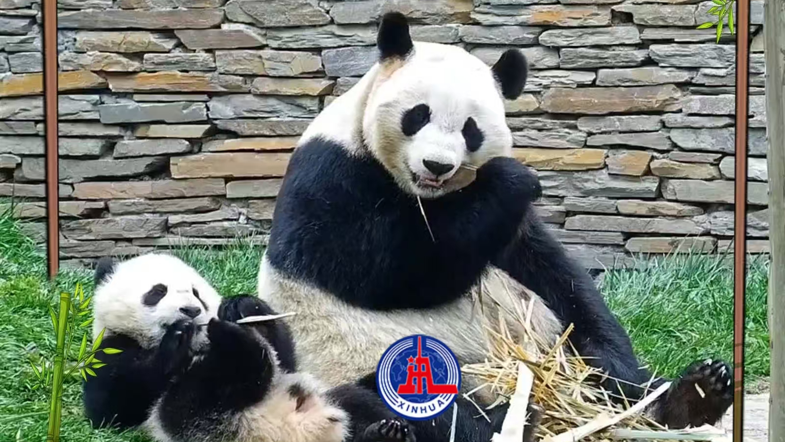 慢直播|抱竹眠,枕苔闲,憨态可掬自在欢 慢直播|抱竹眠,枕苔闲,憨态可掬自在欢