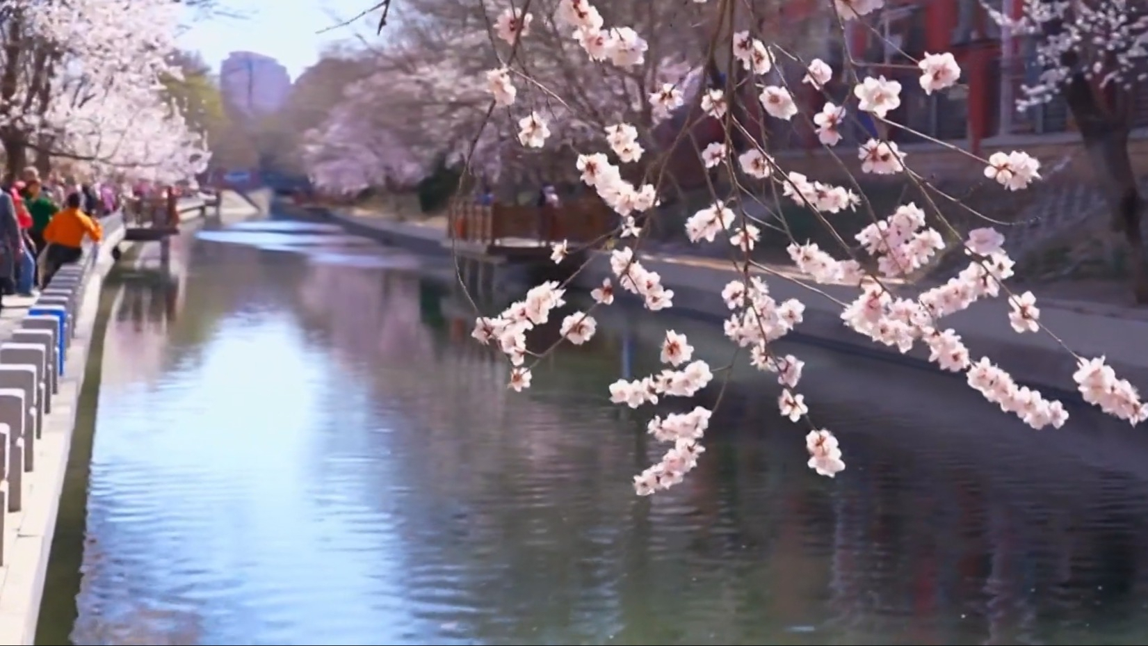 京城处处生机盎然 朵朵春花争相绽放