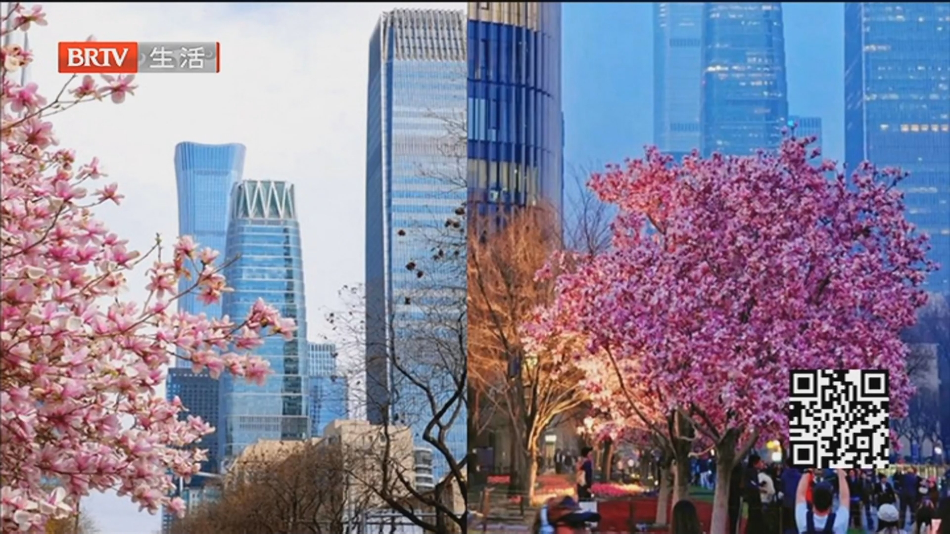 雨歇天晴春光正好 打卡北京CBD春日顶流