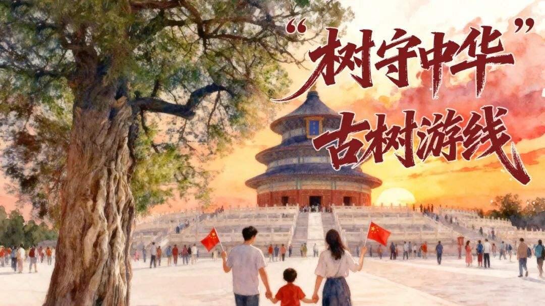 北京古树 家国情怀 国庆古树游线等您来体验