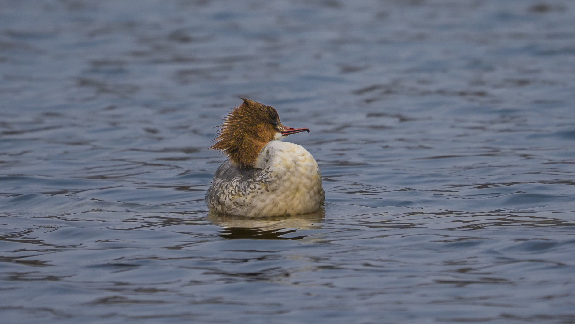 莲花池公园迎来新住户！红头潜鸭和普通秋沙鸭首秀