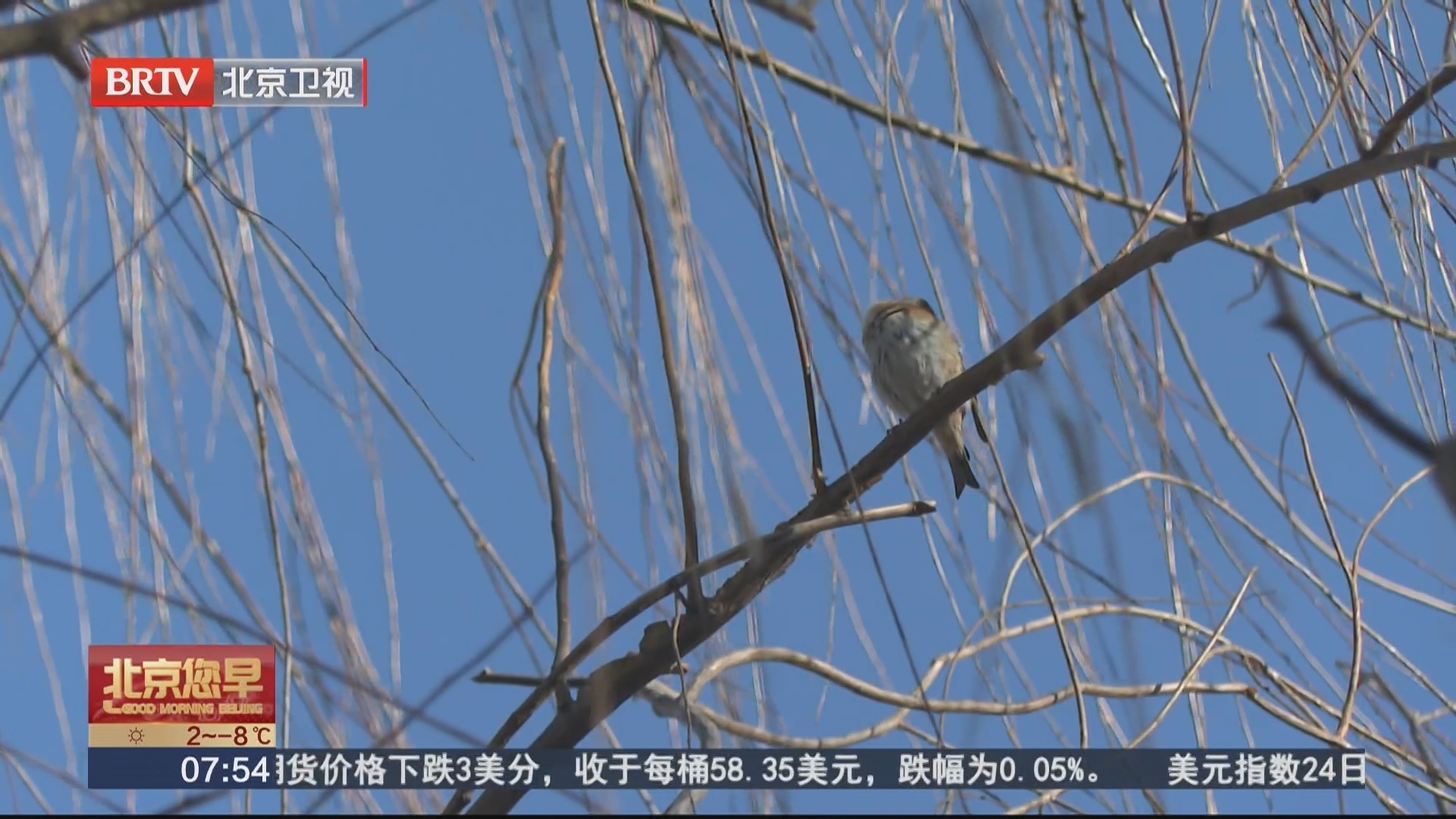 候鸟“钟情”城市副中心