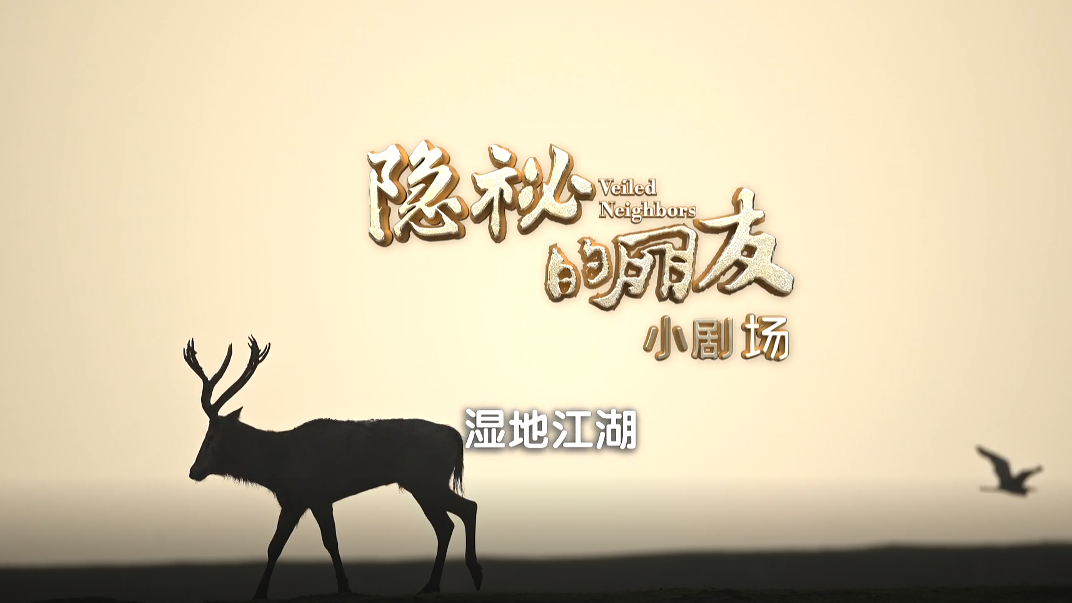 《隐秘的朋友》小剧场：湿地江湖