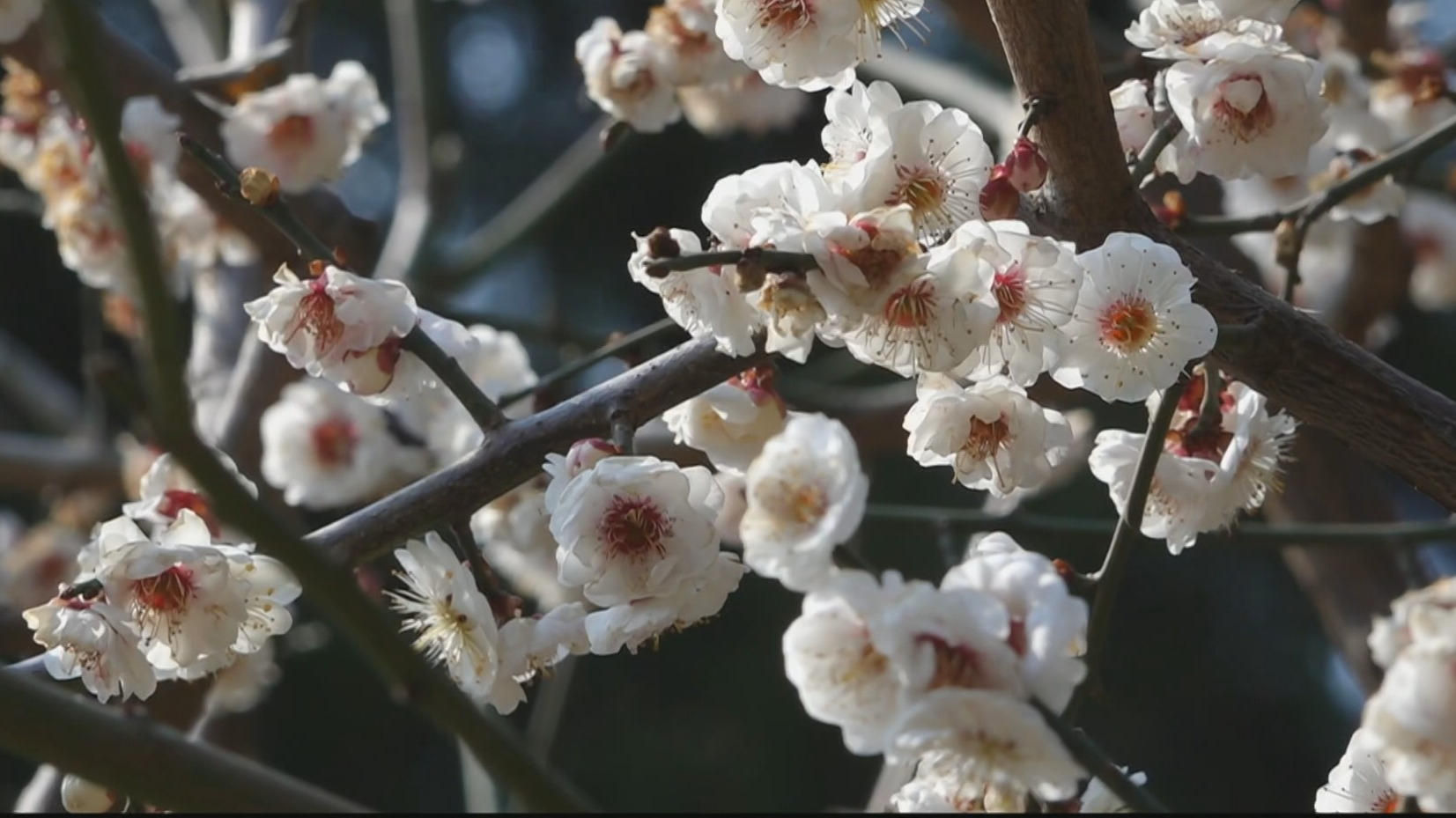 京城春花次第绽放 京城春花次第绽放