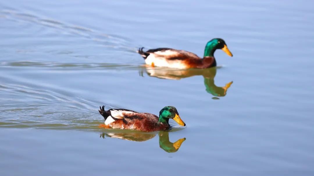 南海子公园春日观鸟赏花,邂逅诗意慢生活! 南海子公园春日观鸟赏花,邂逅诗意慢生活!