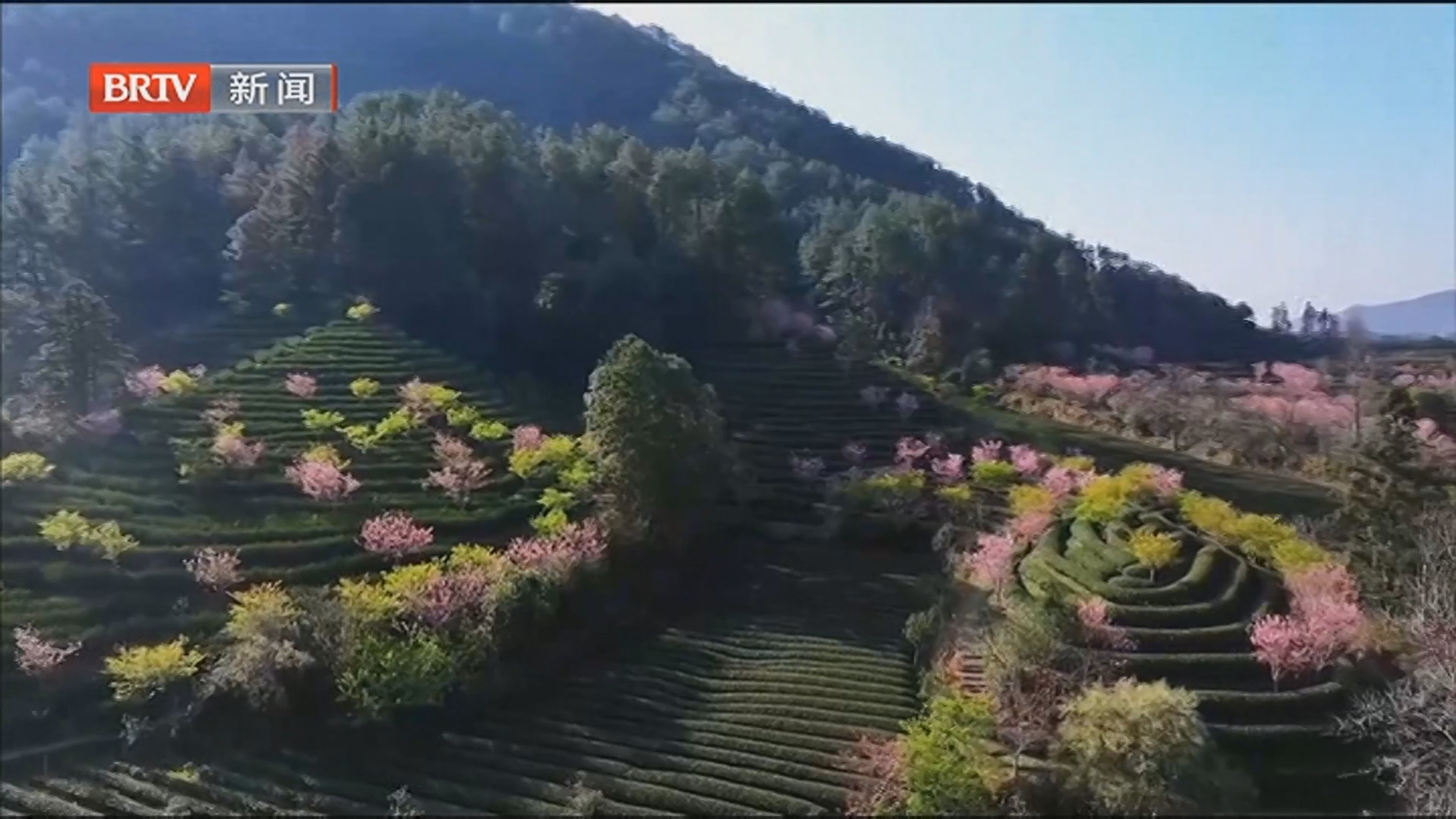 粉色樱花竞相绽放