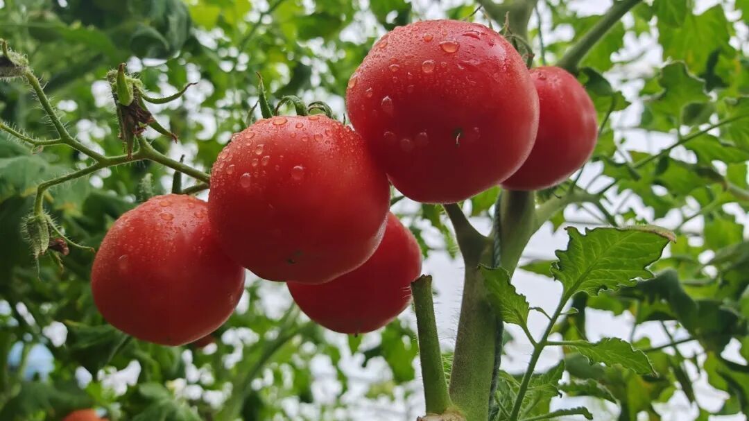 北京房山:红了~红了~红了…… 北京房山:红了~红了~红了……