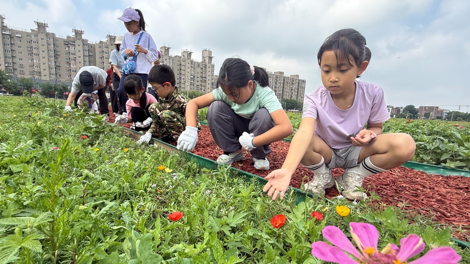 潞邑街道探索花海景观全民共护新路径 潞邑街道探索花海景观全民共护新路径
