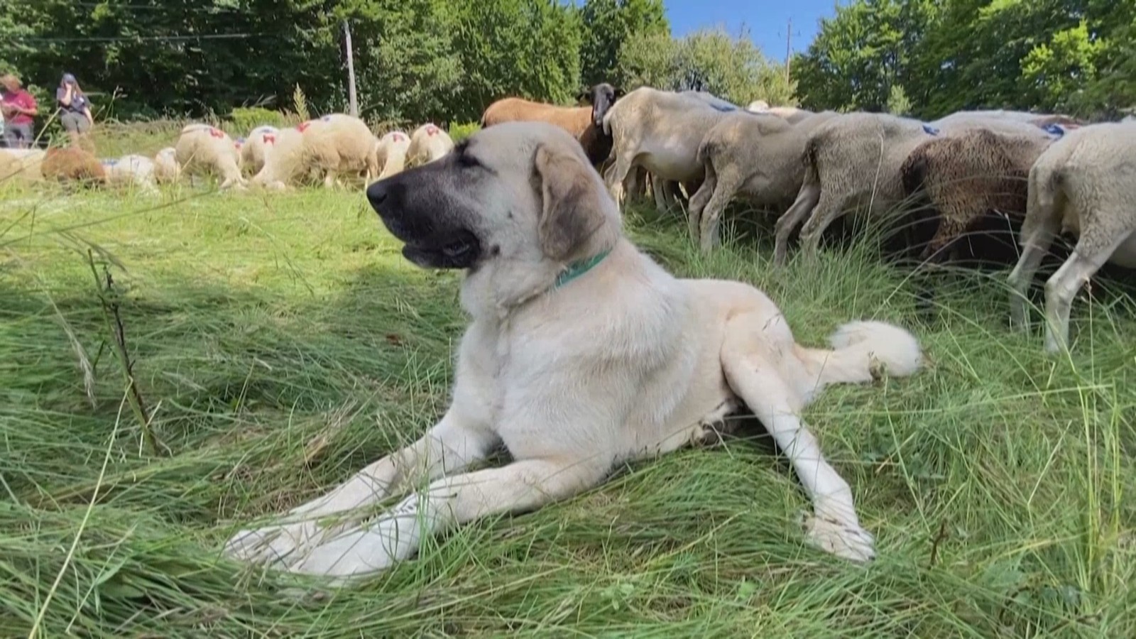 狼群增多 法国牧民引入比利牛斯山犬 狼群增多 法国牧民引入比利牛斯山犬