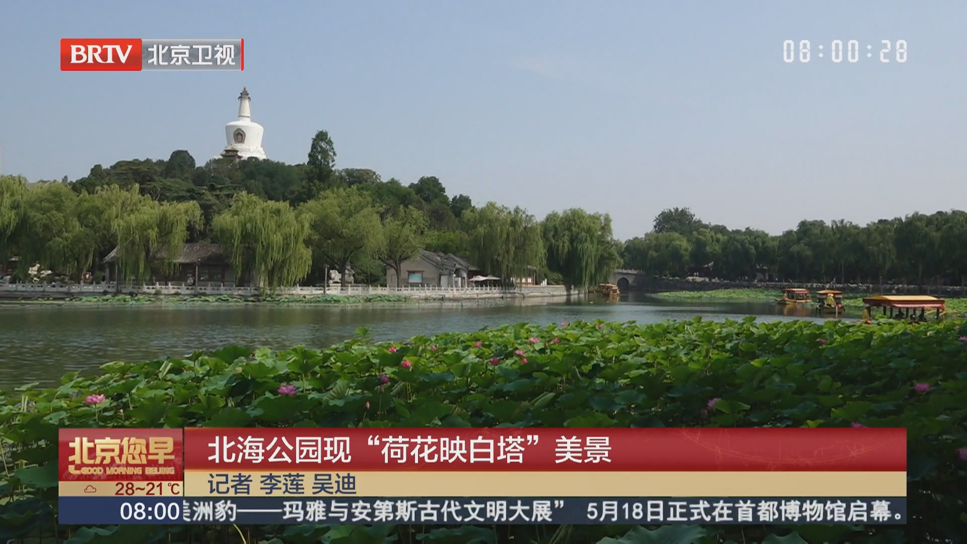 北海公园现“荷花映白塔”美景