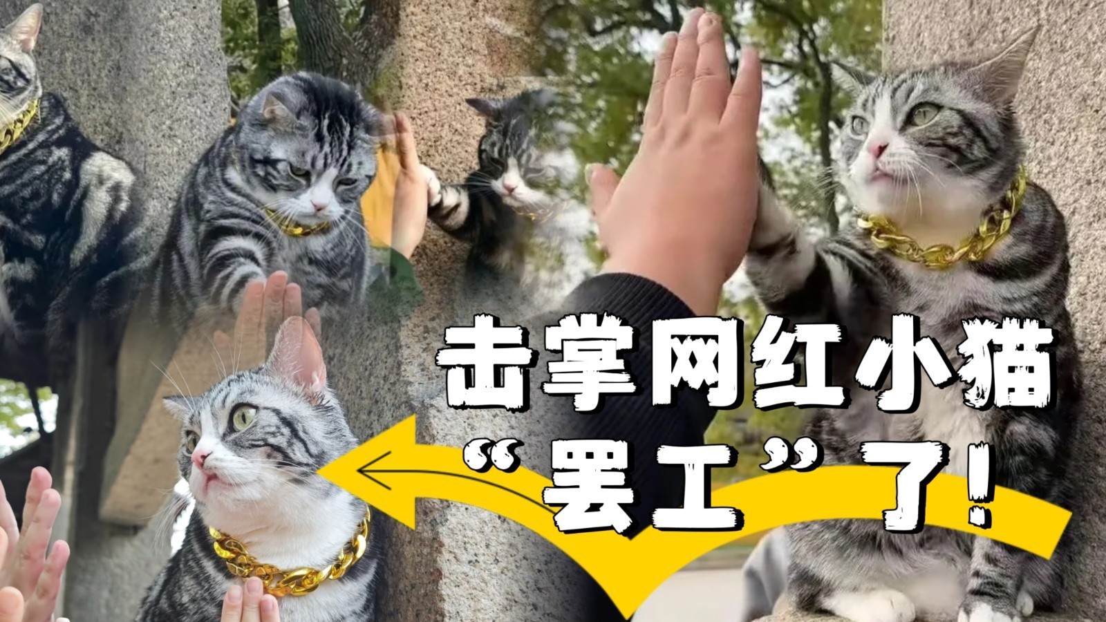 击掌网红小猫“罢工”了！