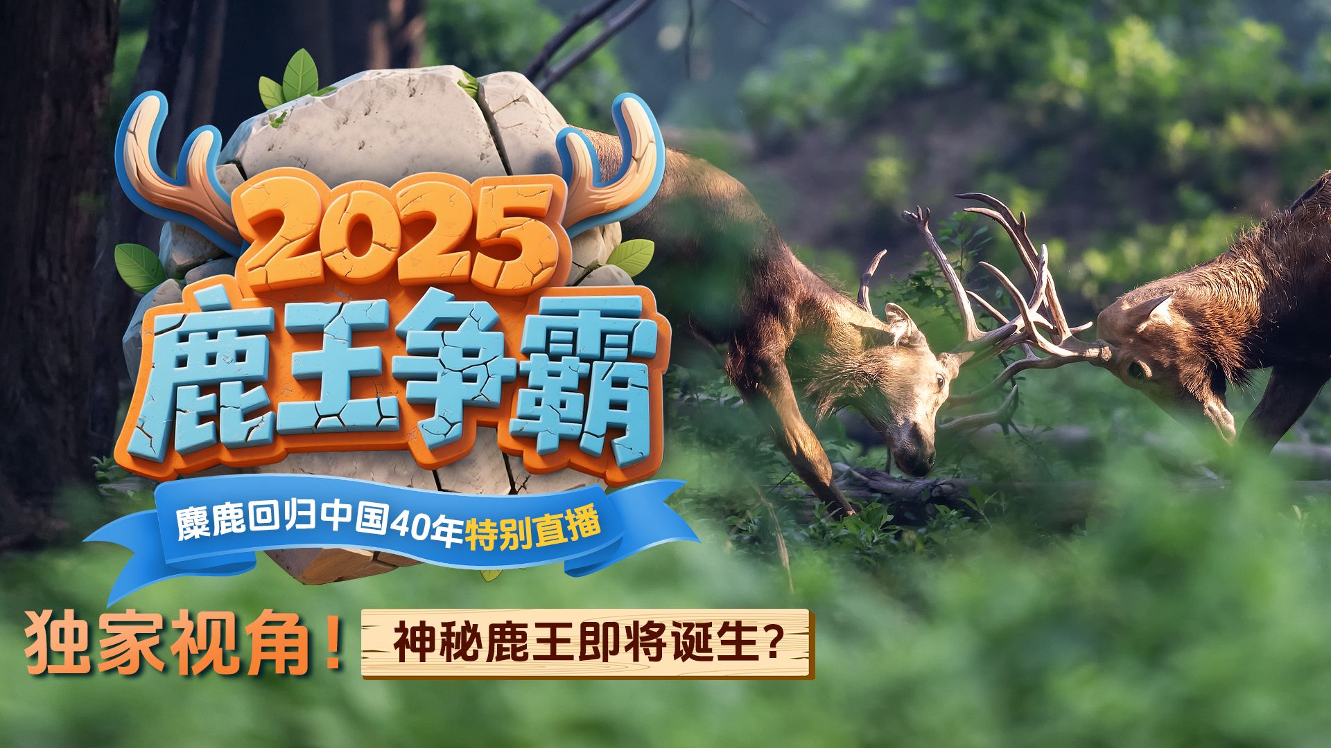 独家视角！神秘“鹿王”即将诞生？麋鹿回归中国40年特别直播