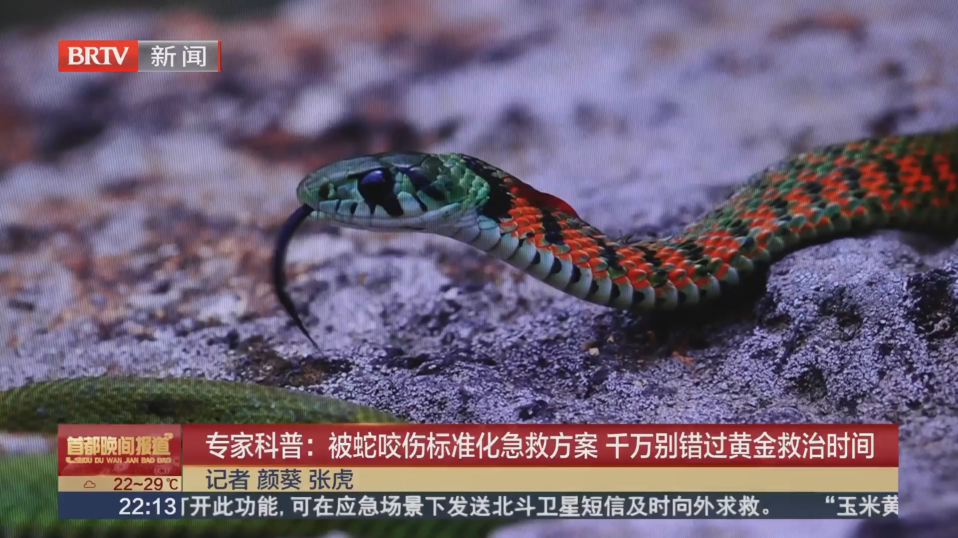 专家科普:被蛇咬伤标准化急救方案 千万别错过黄金救治时间 专家科普:被蛇咬伤标准化急救方案 千万别错过黄金救治时间