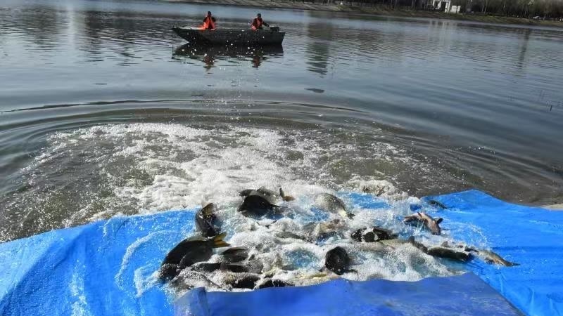 北京一物业不仅挨罚还赔了3000多斤活鱼! 北京一物业不仅挨罚还赔了3000多斤活鱼!