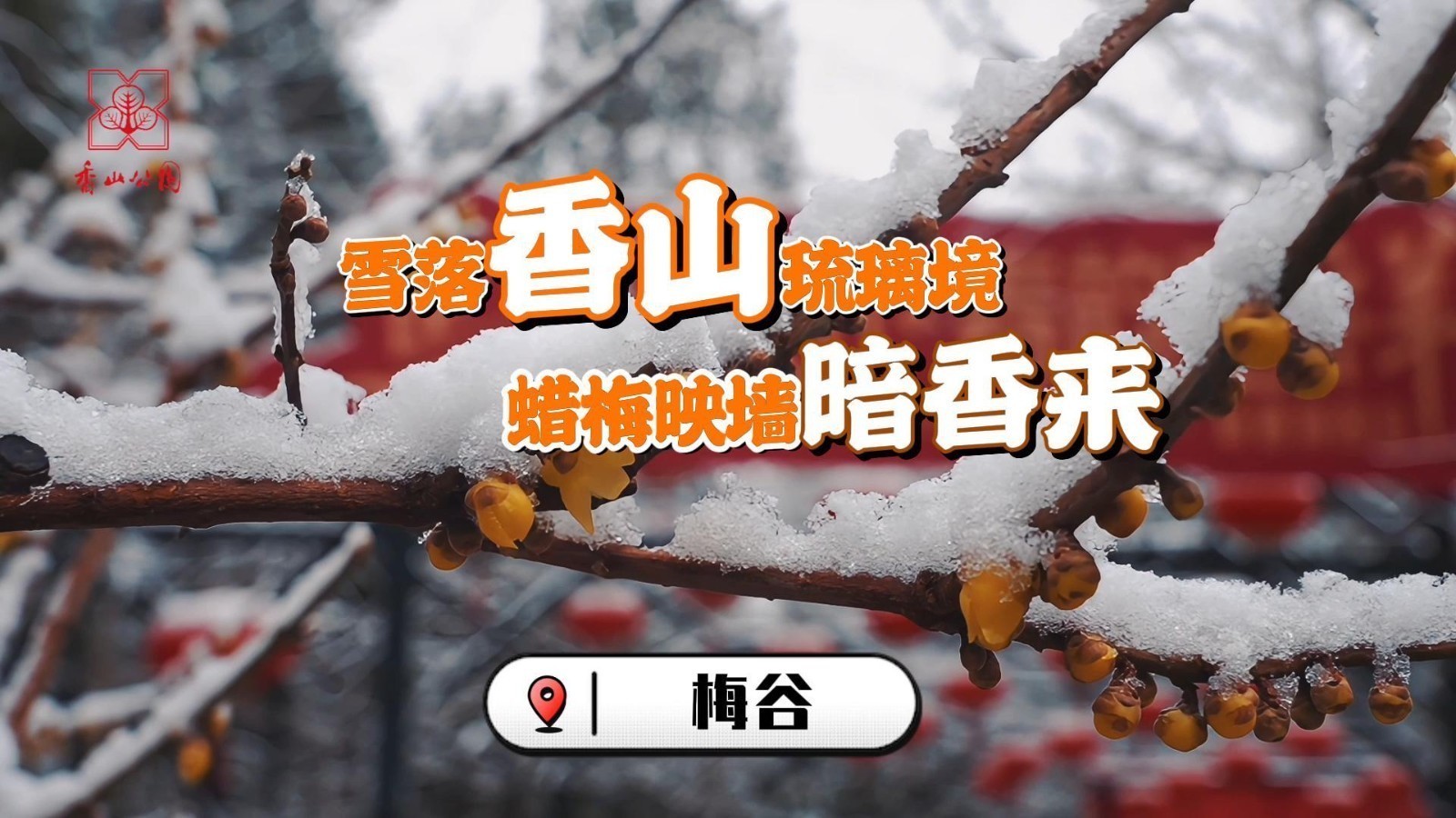 雪落香山琉璃境,蜡梅映墙暗香来 雪落香山琉璃境,蜡梅映墙暗香来