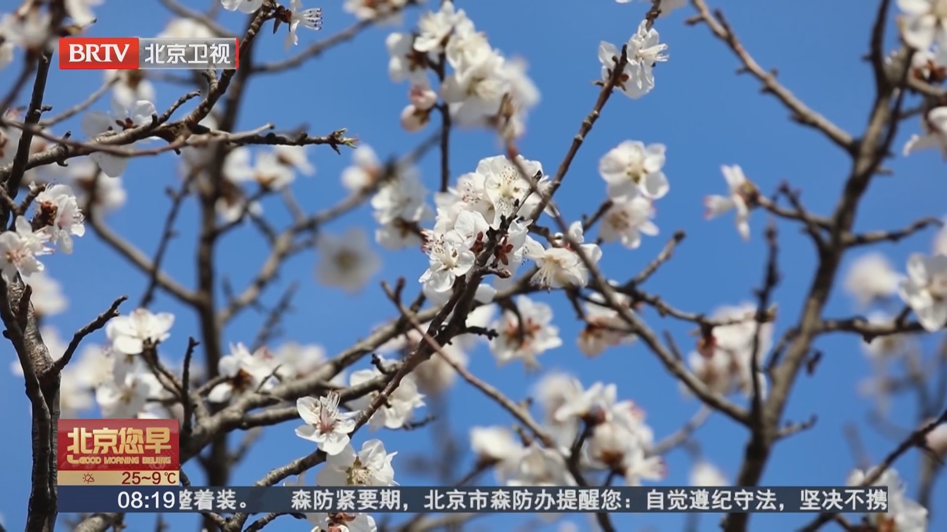 北京凤凰岭迎赏花季 山桃杏花错峰绽放拉长春色