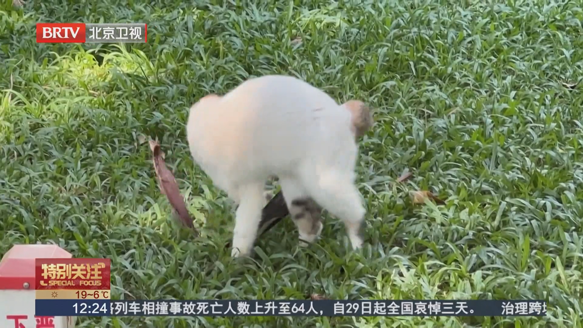广州 公园发生猫蛇“大战” 工作人员及时驱离