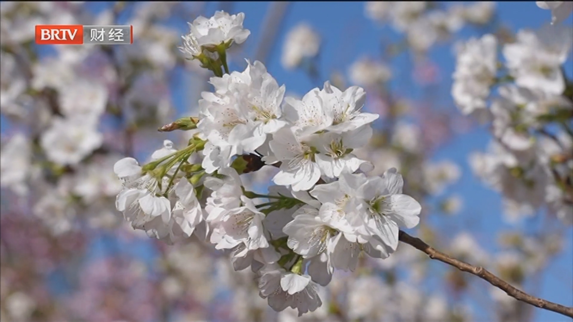 《首都经济报道》20260318全面优化营商环境 2026“北京服务”再升级