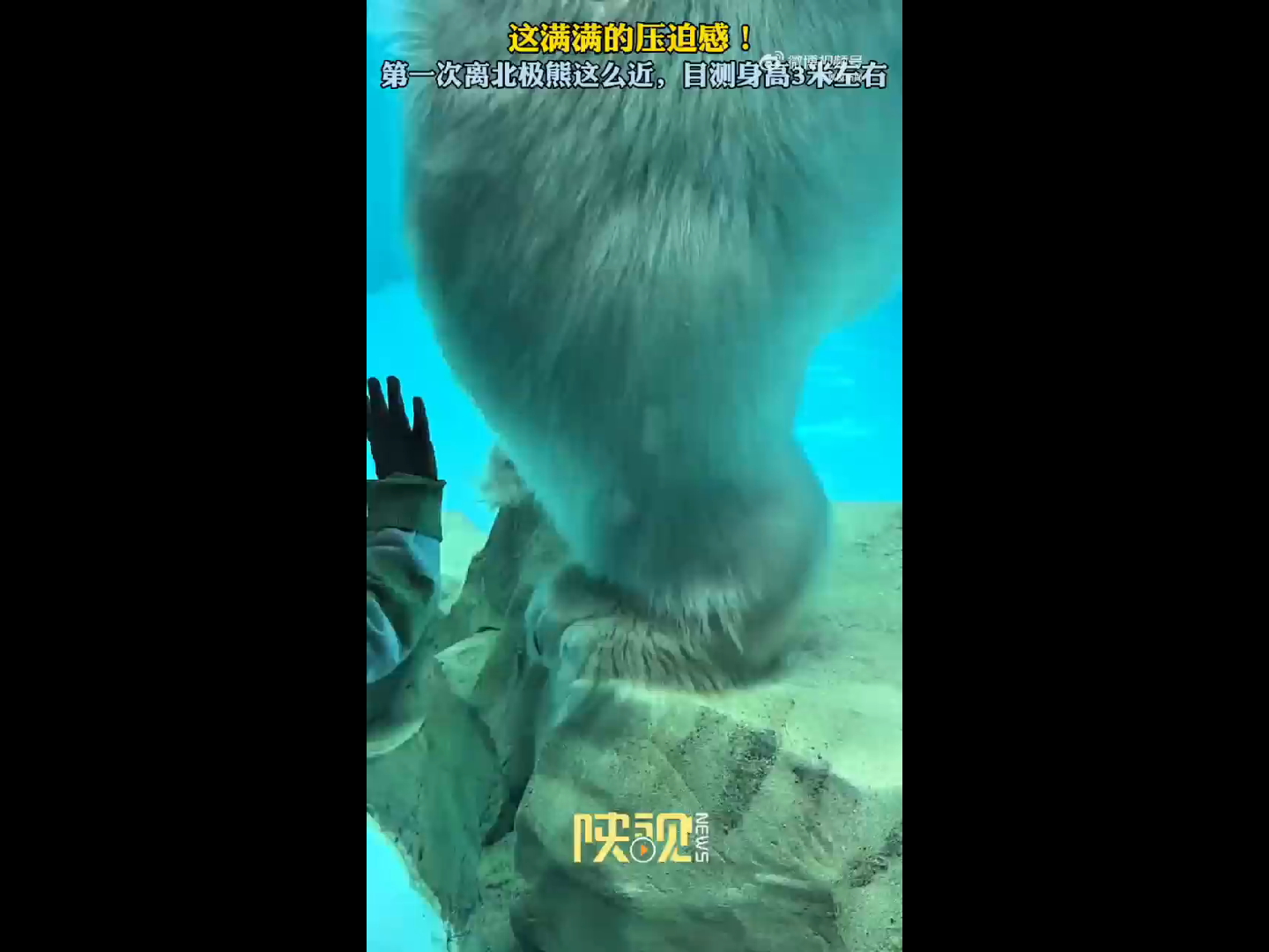原来，北极熊这么大只！