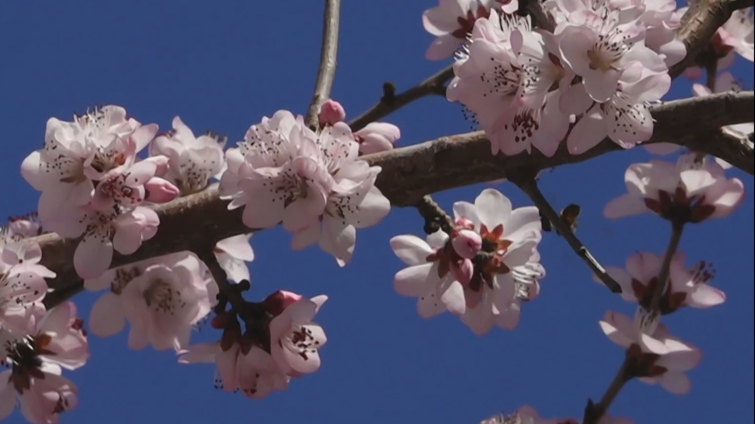 不负京华好春光丨陶然亭报春山桃盛放 不负京华好春光丨陶然亭报春山桃盛放