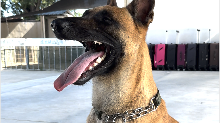 当警犬听到毒品名字时……