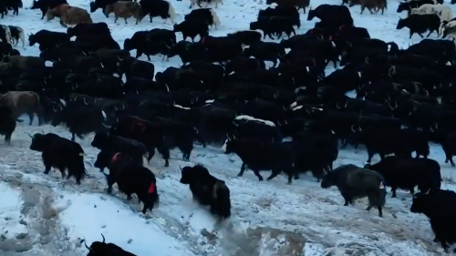 新疆阿克陶:3300余头牦牛转场场面壮观 新疆阿克陶:3300余头牦牛转场场面壮观