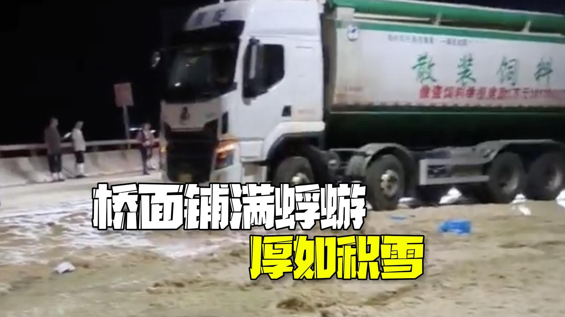 桥面铺满蜉蝣厚如积雪 车辆打滑碰撞所幸未伤人 桥面铺满蜉蝣厚如积雪 车辆打滑碰撞所幸未伤人