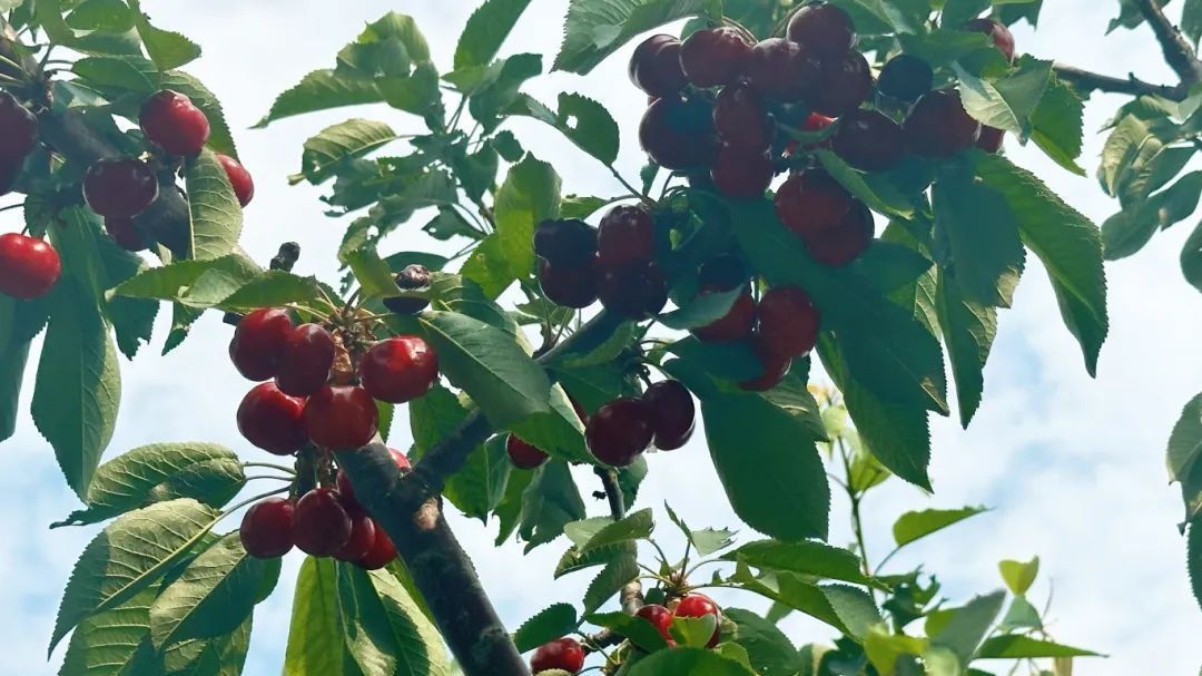 看!房山的夏日限定“甜”在枝头 看!房山的夏日限定“甜”在枝头